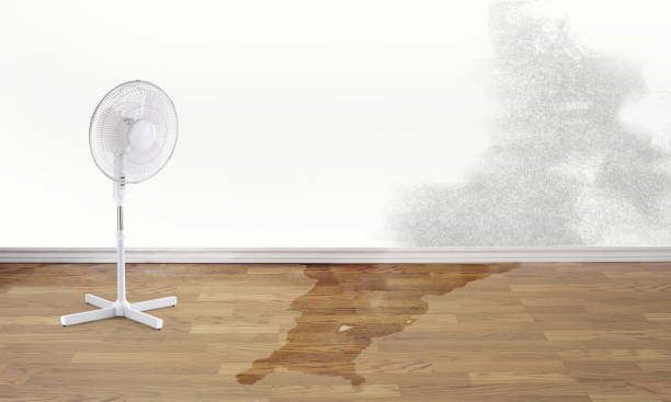 Best Local water damage restoration  in Inverness Highlands South, FL